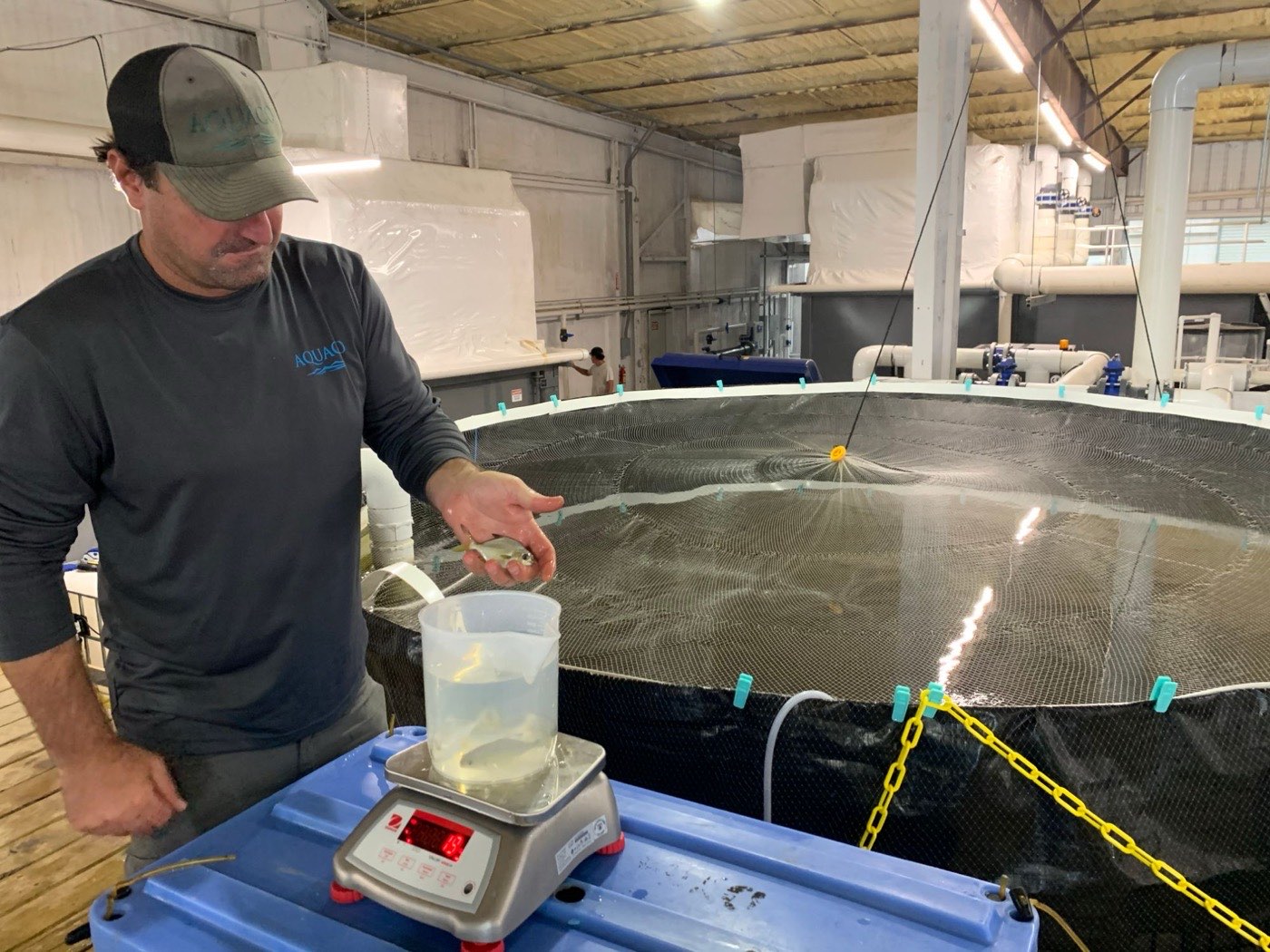 Aquaculture consultant Joe Cardenas weighing juvenile pompano beside a netted grow-out tank at the Aquaco land-based marine RAS facility in Florida